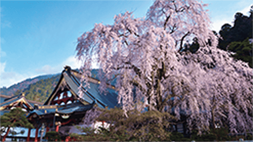 身延山久遠寺