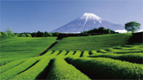 大淵笹場の茶畑